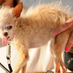 Illustration for article titled 10 Years Of The Worlds Ugliest Dogs